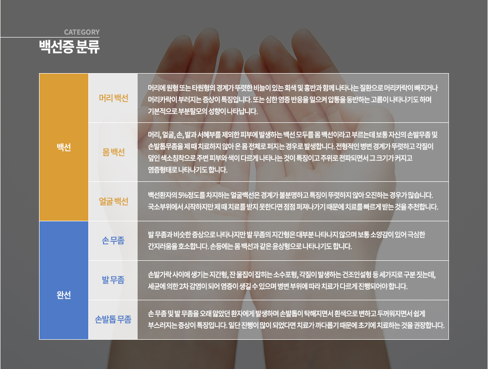 백선증 분류 *백선

▶ 머리 백선
머리에 원형 또는 타원형의 경계가 뚜렷한 비늘이 있는 회색 및 홍반과 함께 나타나는 질환으로 머리카락이 빠지거나 머리카락이 부러지는 증상이 특징입니다. 또는 심한 염증 반응을 일으켜 압통을 동반하는 고름이 나타나기도 하며 기본적으로 부분탈모의 성향이 나타납니다.
▶ 몸 백선
머리, 얼굴, 손, 발과 서혜부를 제외한 피부에 발생하는 백선 모두를 몸 백선이라고 부르는데 보통 자신의 손발무좀 및 손발톱무좀을 제 때 치료하지 않아 온 몸 전체로 퍼지는 경우로 발생합니다. 전형적인 병변 경계가 뚜렷하고 각질이 덮인 색소침착으로 주변 피부와 색이 다르게 나타나는 것이 특징이고 주위로 전파되면서 그 크기가 커지고 염증형태로 나타나기도 합니다.
▶ 얼굴 백선
백선환자의 5%정도를 차지하는 얼굴백선은 경계가 불분명하고 특징이 뚜렷하지 않아 오진하는 경우가 많습니다. 국소부위에서 시작하지만 제 때 치료를 받지 못한다면 점점 퍼져나가기 때문에 치료를 빠르게 받는 것을 추천합니다.

*완선
완선은 백선 환자의 20-30%를 차지하며 대부분 성인 남자에게서 쉽게 발견 할 수 있습니다. 사타구니에 경계가 분명한 반월형의 병변이 그 특징이며 몸 백선과 유사한 형태로 경계부에 소수포 구진 농포로 이루어져 있어 색소침착을 남기며 대게 여름에 악화되고 겨울에는 호전됩니다.
▶ 손 무좀
발 무좀과 비슷한 증상으로 나타나지만 발 무좀의 지간형은 대부분 나타나지 않으며 보통 소양감이 있어 극심한 간지러움을 호소합니다. 손등에는 몸 백선과 같은 윤상형으로 나타나기도 합니다.
▶ 발 무좀
손발가락 사이에 생기는 지간형, 잔 물집이 잡히는 소수포형, 각질이 발생하는 건조인설형 등 세가지로 구분 짓는데, 세균에 의한 2차 감염이 되어 염증이 생길 수 있으며 병변 부위에 따라 치료가 다르게 진행되어야 랍니다.
▶ 손발톱 무좀
손 무좀 및 발 무좀을 오래 앓았던 환자에게 발생하며 손발톱이 탁해지면서 흰색으로 변하고 두꺼워지면서 쉽게 부스러지는 증상이 특징입니다. 일단 진행이 많이 되었다면 치료가 까다롭기 때문에 초기에 치료하는 것을 권장합니다.
